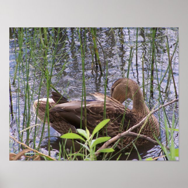 Poster Pato se arrumando nas canas (Frente)