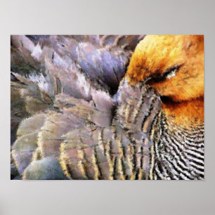 POSTER PATOS