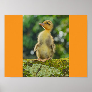 Poster Patos