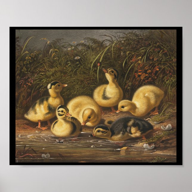 Poster Patos Amarelos Brincando em Pond (Frente)