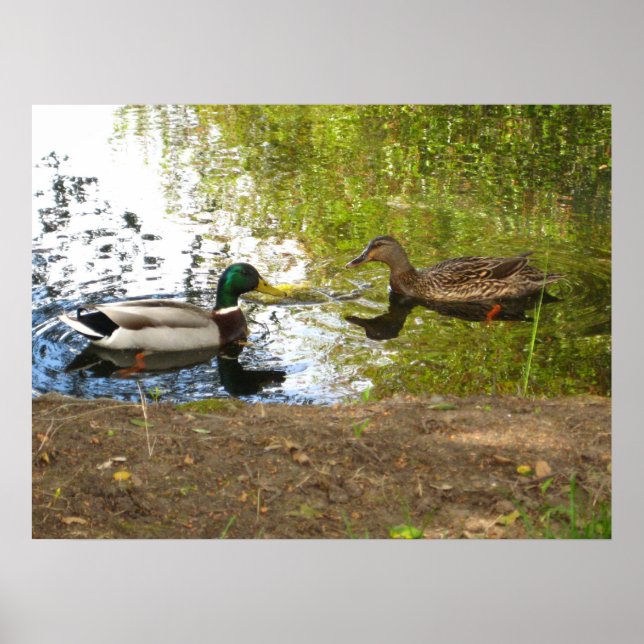 Póster Patos Apaixonados (Frente)