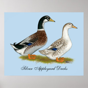 Poster Patos:  Appleyard de prata