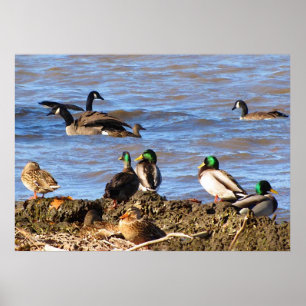 Póster Patos Assistindo Gansos