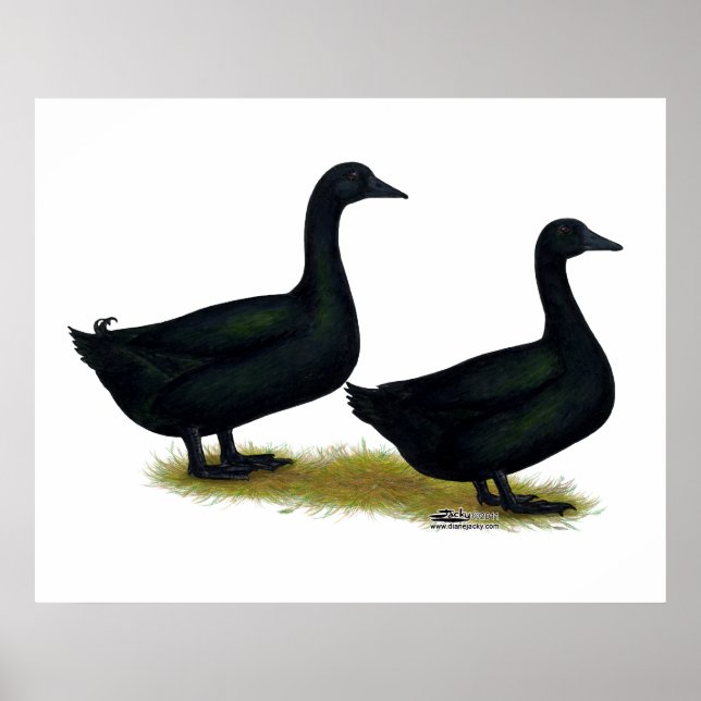 Poster Patos: Black Cayugas (Frente)