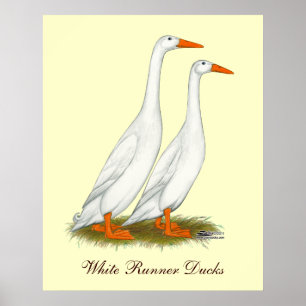 Póster Patos brancos do corredor