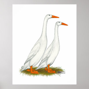 Poster Patos brancos do corredor