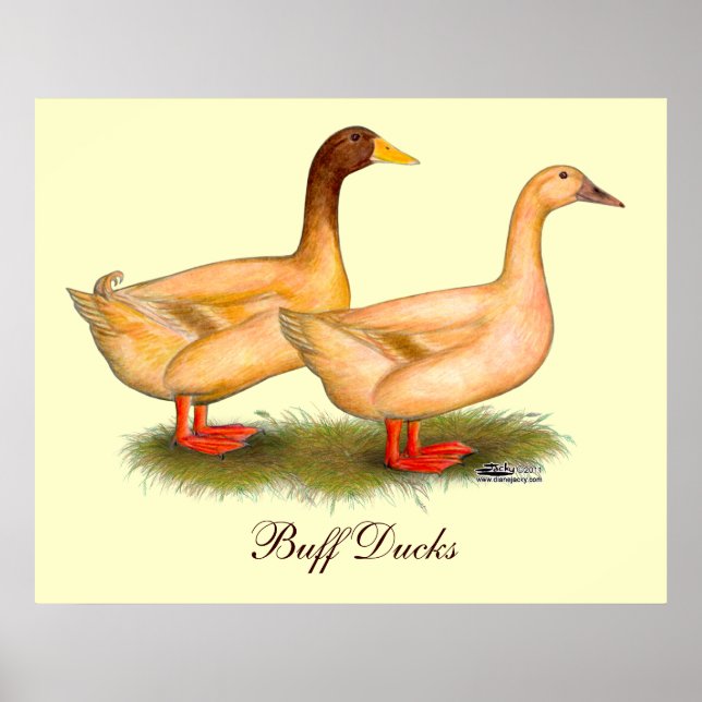Poster Patos: Buff Orpington (Frente)