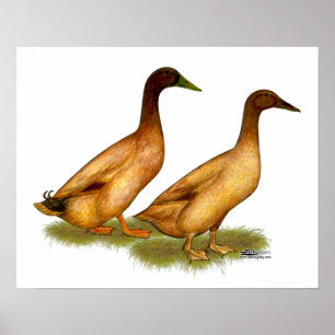 Poster Patos:  Campbell Khaki
