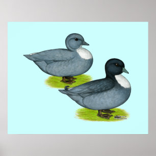 Poster Patos:  Chamadas Azul