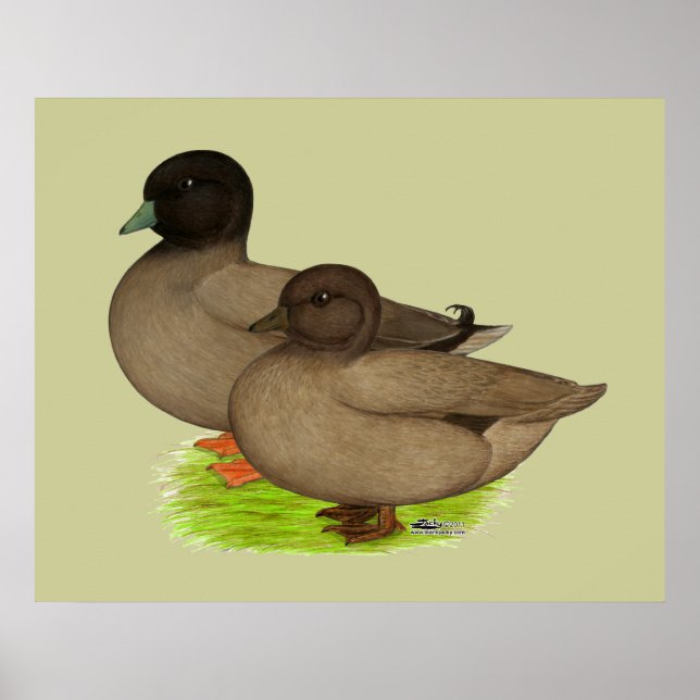 Póster Patos: Chamadas Khaki (Frente)
