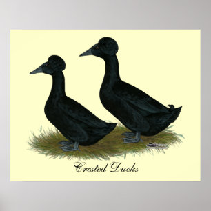 Póster Patos:  Com crista preto