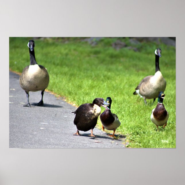 Poster Patos com Gansos (Frente)