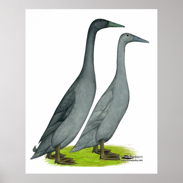 Poster Patos Correntes Azuis (Frente)