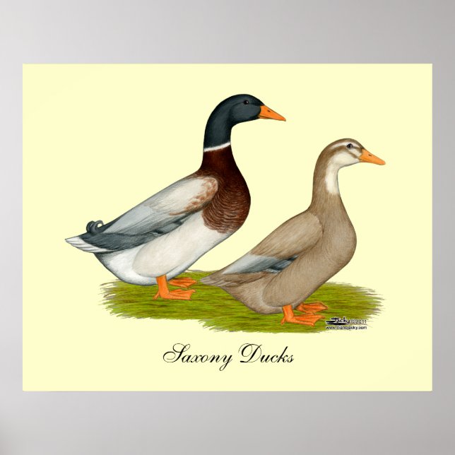 Poster Patos da Saxónia (Frente)
