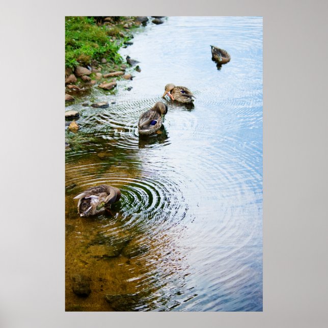 Póster Patos de alvoroço 2 (Frente)