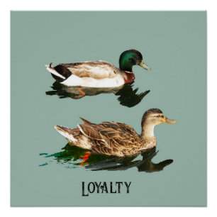 Póster Patos-de-pata