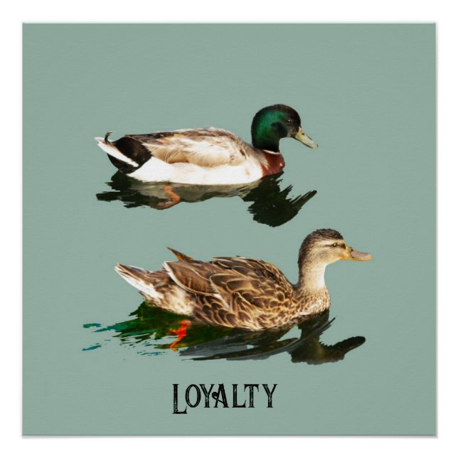 Póster Patos-de-pata (Frente)