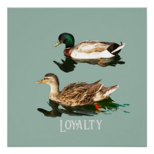 Póster Patos-de-pata