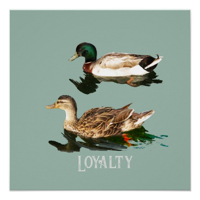 Póster Patos-de-pata (Frente)