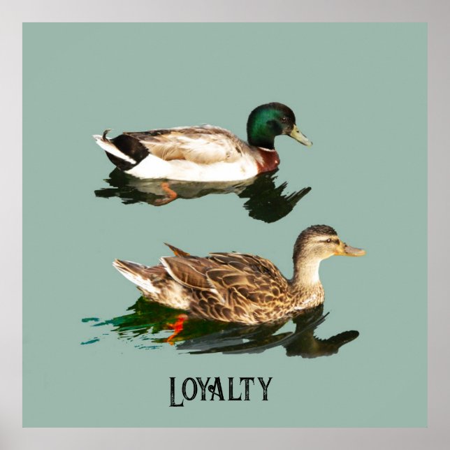 Poster Patos-de-pata (Frente)