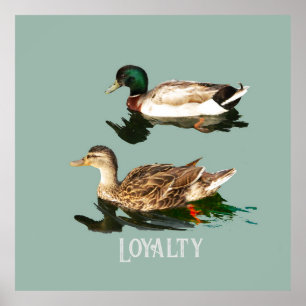 Poster Patos-de-pata