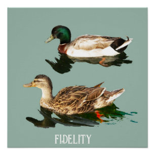 Póster Patos-de-patos-de-pata, glacés comestíveis