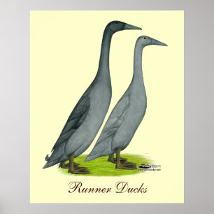 Póster Patos do corredor azul