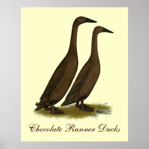 Póster Patos do corredor do chocolate