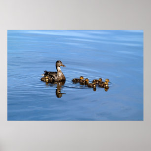 Poster Patos do pato selvagem