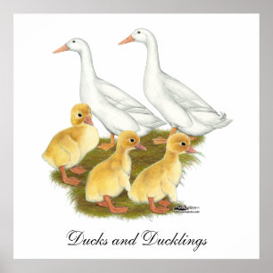 Póster Patos e patinhos brancos
