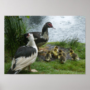 Póster Patos e patinhos de Muscovy