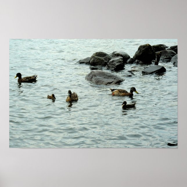 Poster Patos em um Lago (Frente)