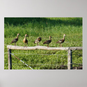 PÓSTER PATOS EM UMA CERCA EM QUEENSLAND RURAL AUSTRÁLIA