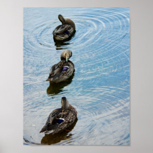 Poster Patos em uma Fila