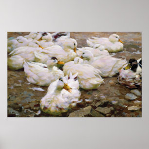 Póster Patos em uma lagoa