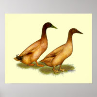 Patos: Khaki Campbell