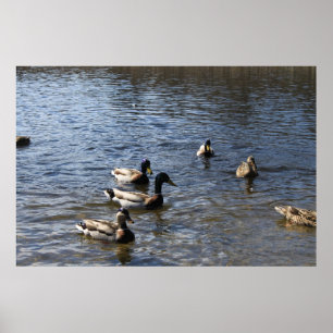 Poster patos na água, parque de madeira verde