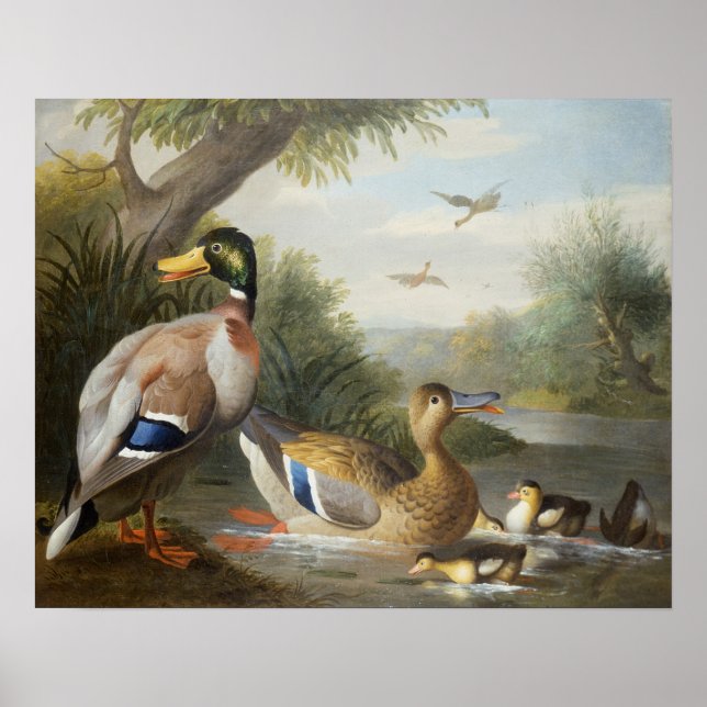 Póster Patos na paisagem fluvial (Frente)