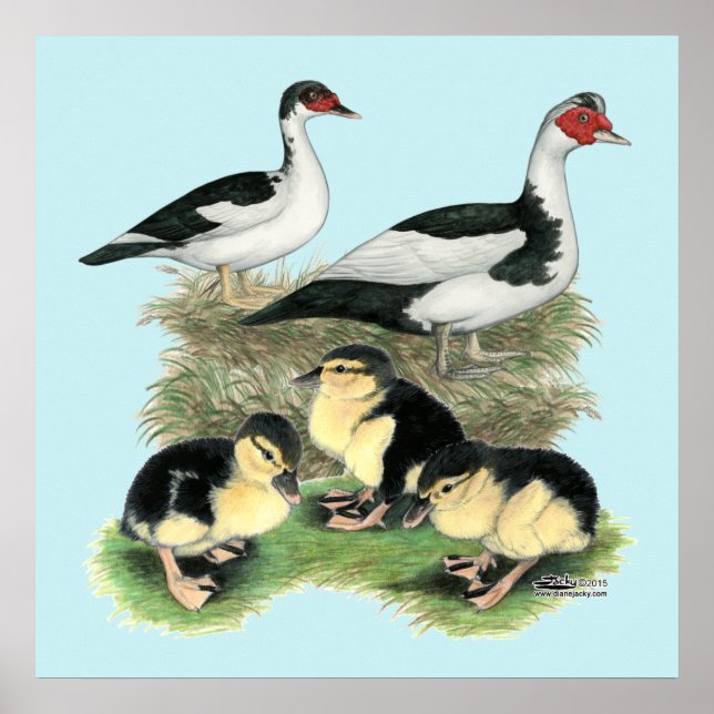 Póster Patos Negra Família Muscovy (Frente)