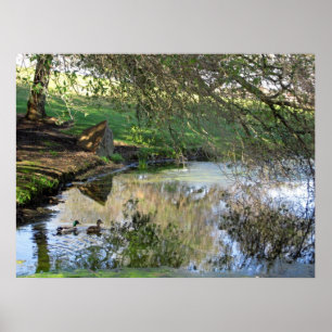 Poster "Patos Nidificantes"