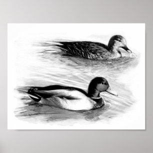 Poster Patos no lago