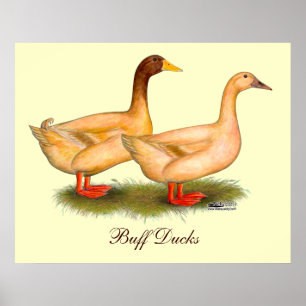 Poster Patos:  Orpington amarelo