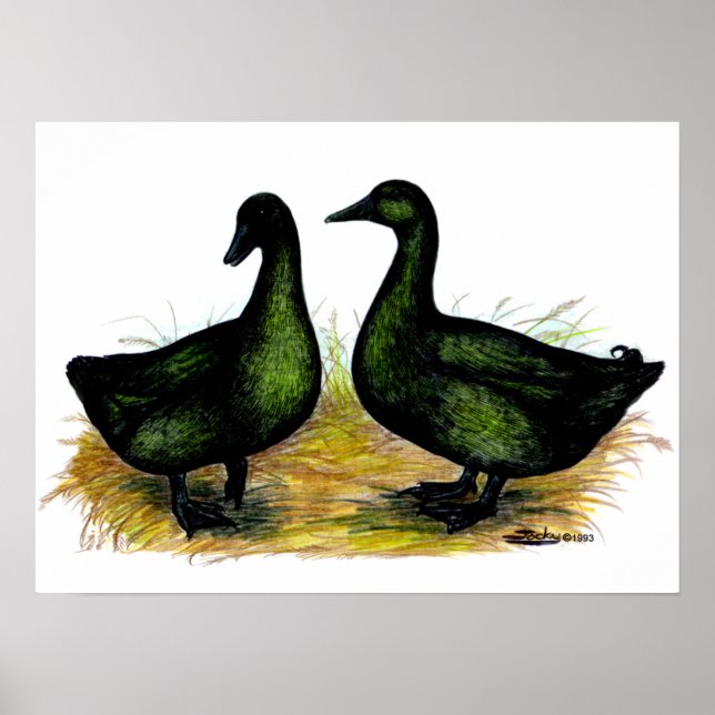 Poster Patos: Par Cayuga (Frente)