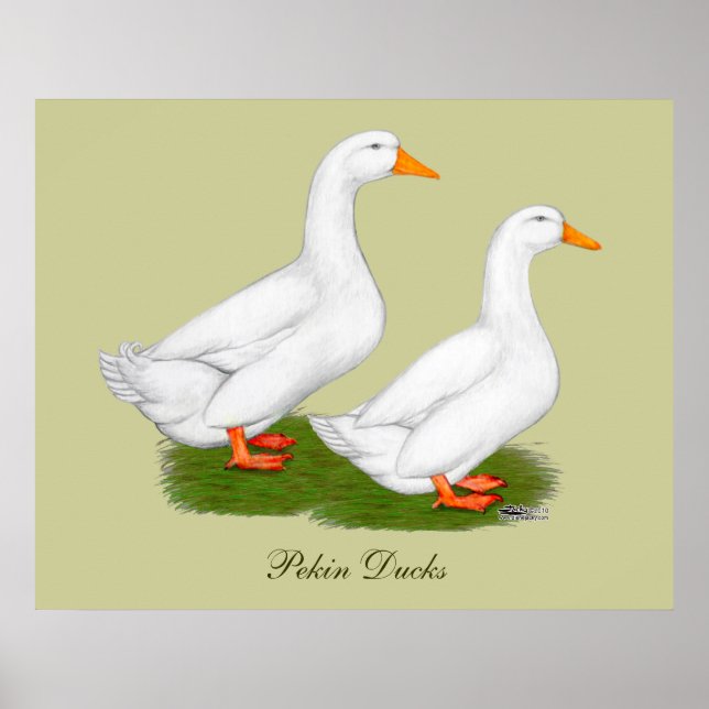 Poster Patos: Pekins Branco (Frente)