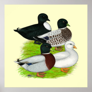 Poster Patos:  Quarteto da chamada