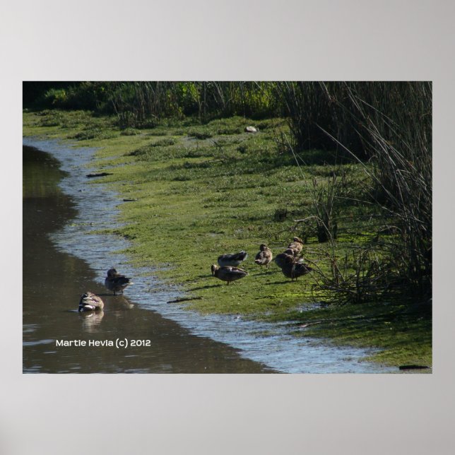 Poster Patos Saindo (Frente)
