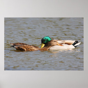 Póster Patos selvagens