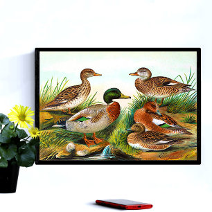 Poster Patos Vintage No Pond 3