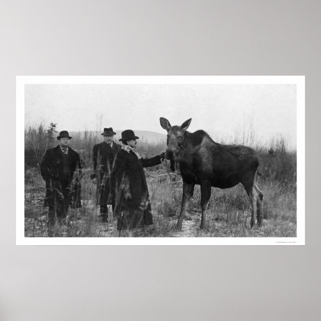 Poster Patting a Moose Photo 1921 (Frente)