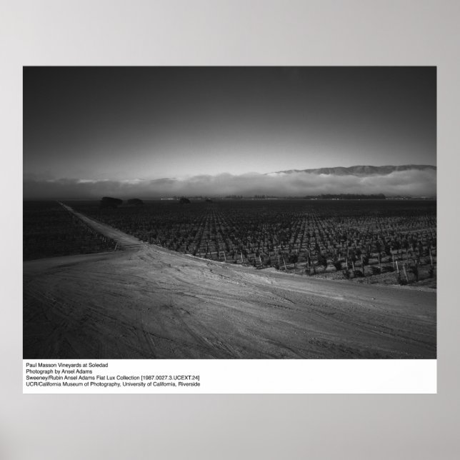Poster Paul Masson Vineyard at Soledad by Ansel Adams (Frente)